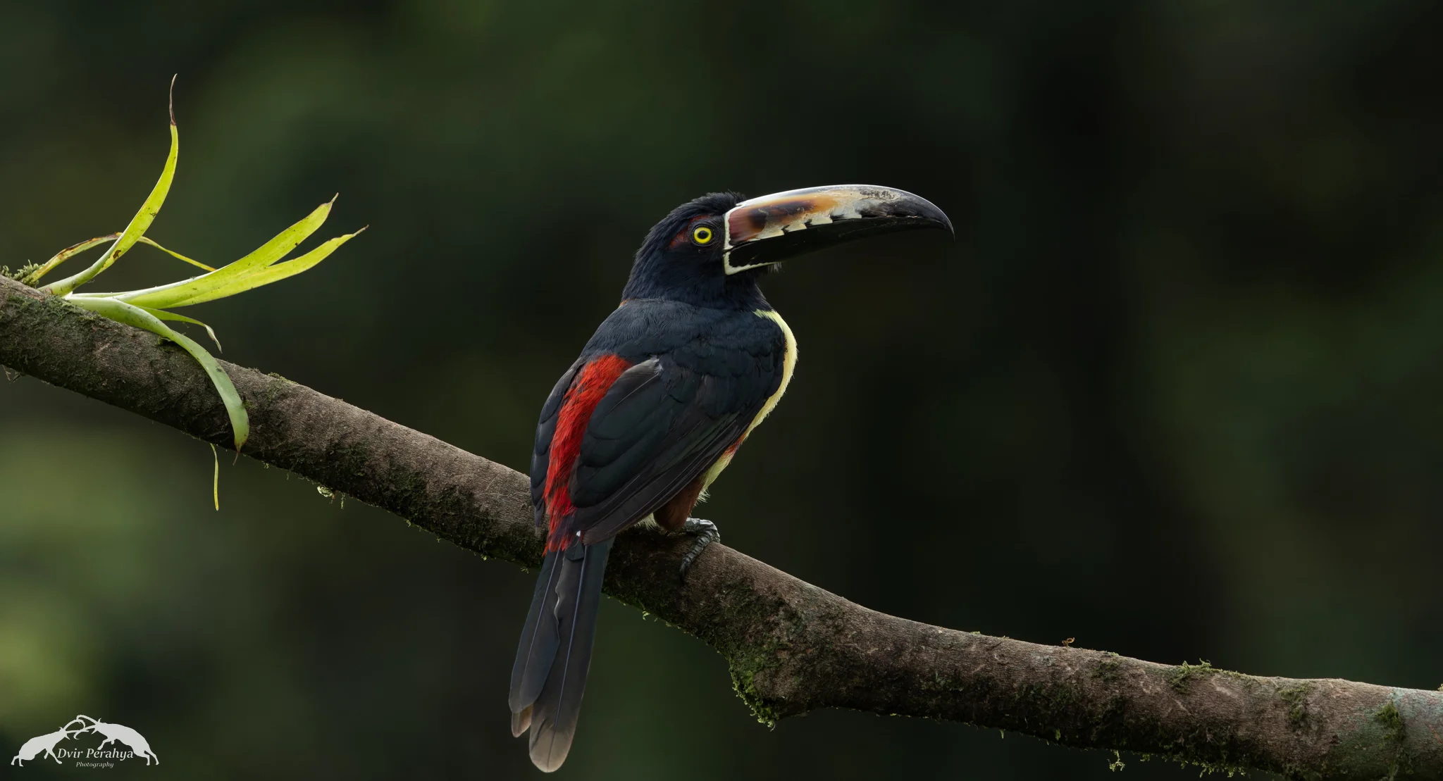 Collared Aracari, Boca Tapada